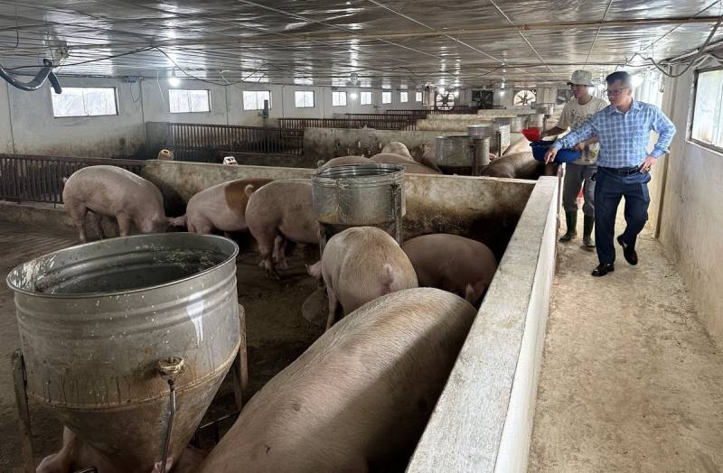 Feeding pigs green tea powder