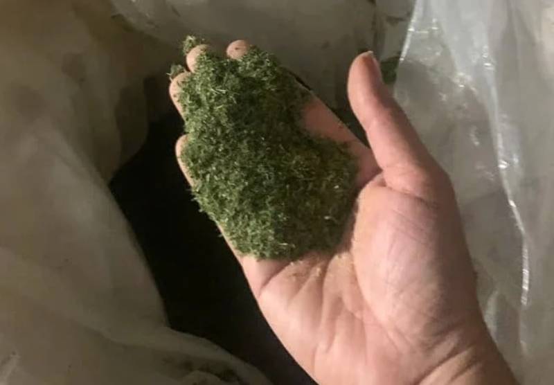 Feeding pigs green tea powder