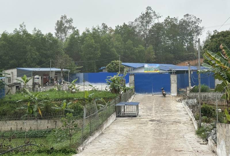 Feeding pigs green tea powder