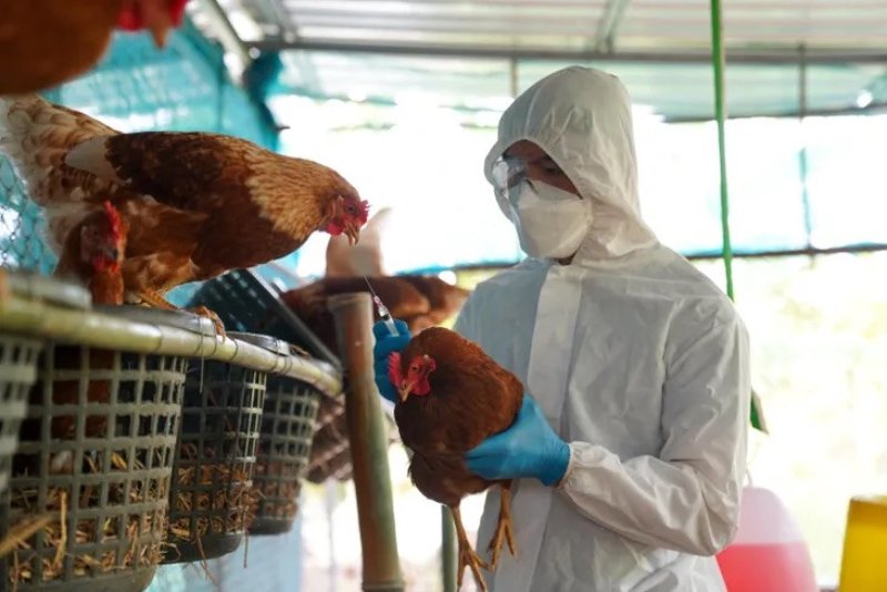 Avian influenza