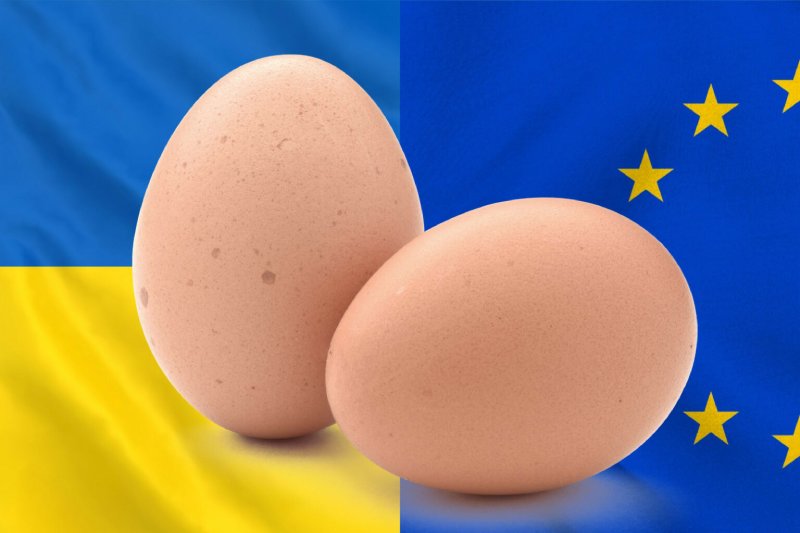 egg exports