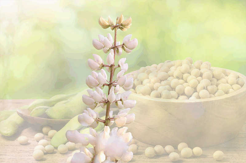 Lupins