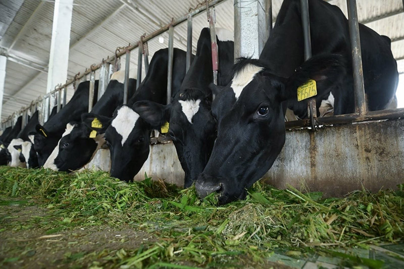 Vietnam dairy farming