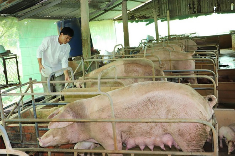 Vietnam’s livestock exports