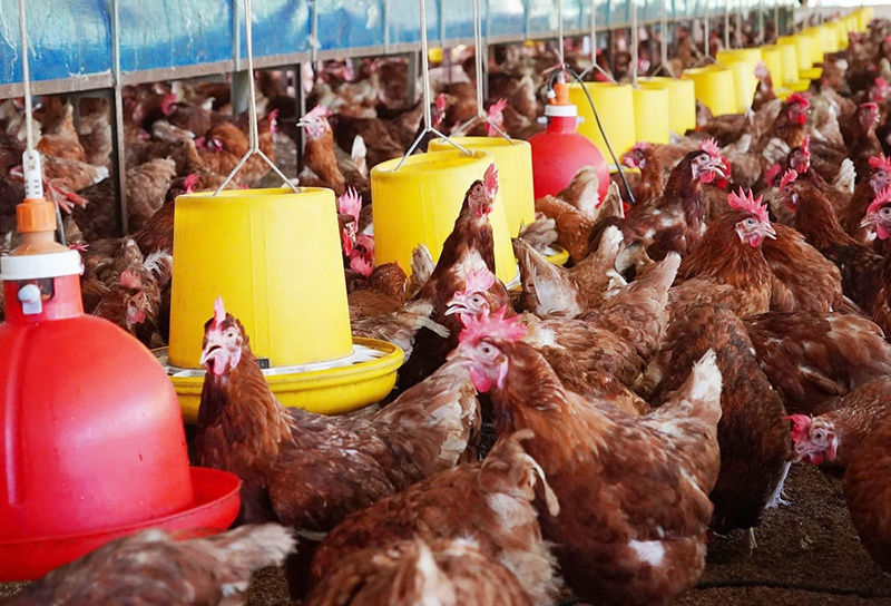 Cage-free eggs