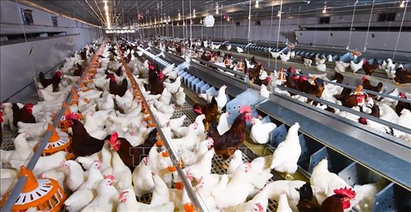 livestock farming