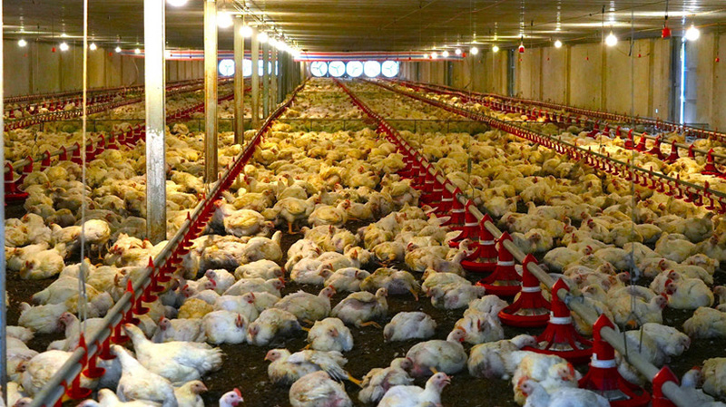 Halal products