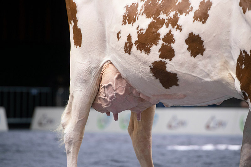 Streptococcus uberis