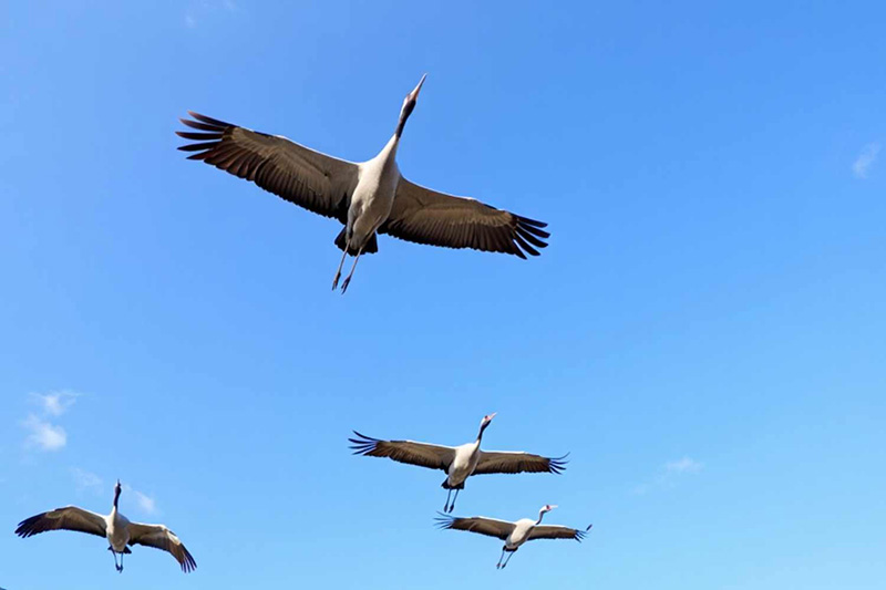 Wild bird avian influenza