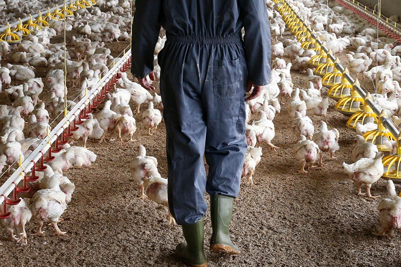 flu vax for poultry worker