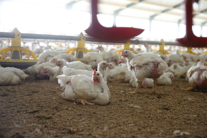 antimicrobial resistance