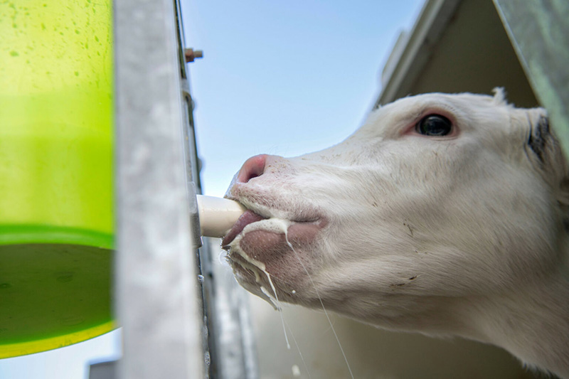 keep calves cool and avoid heat stress