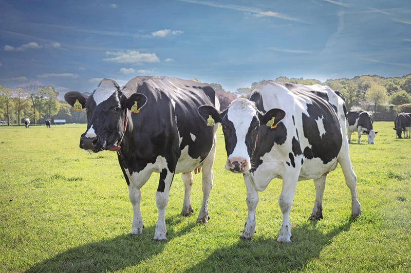 Disease spreads in Greece