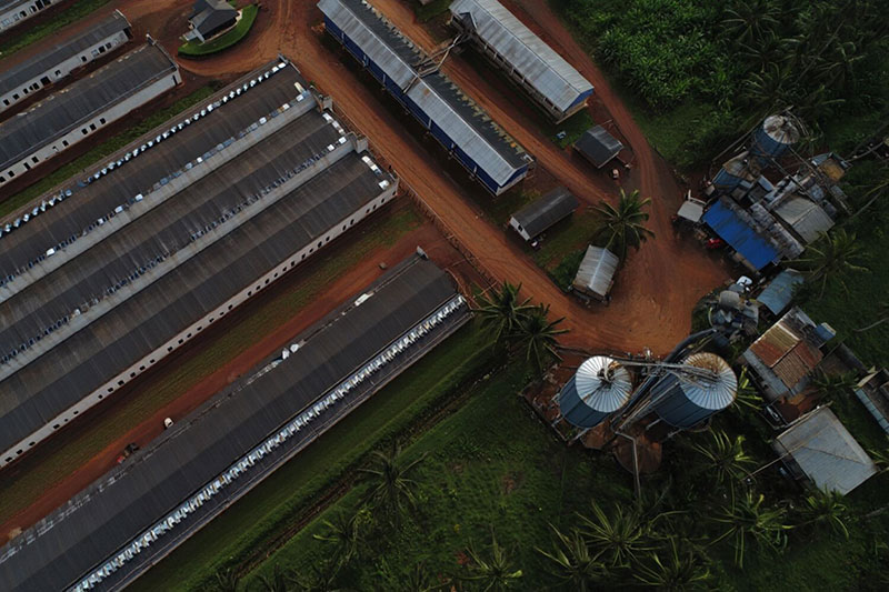 Nigeria's US$1 billion National Integrated Poultry