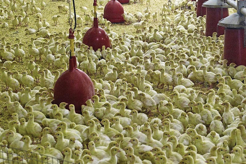 Turkey consumption in Russia