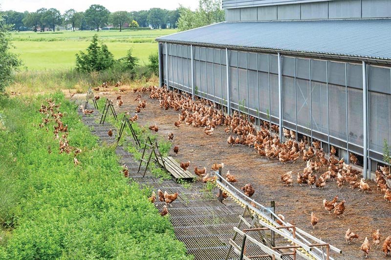 avian influenza in spain