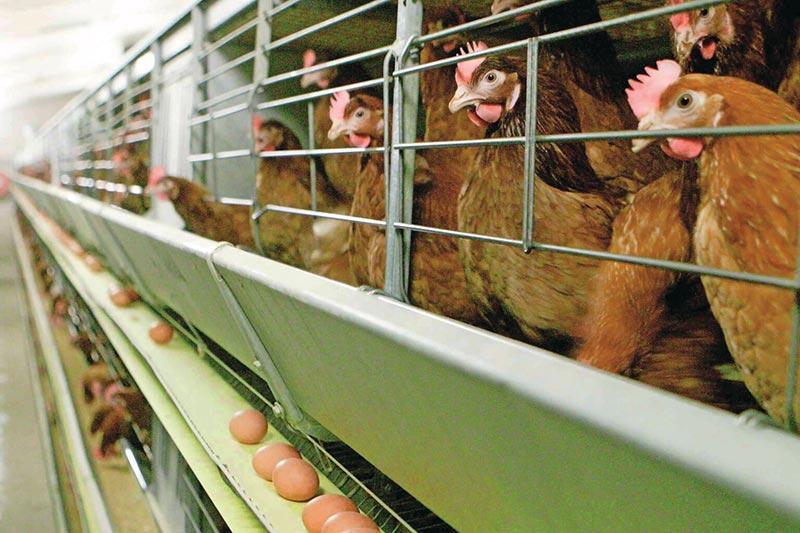 cage-free eggs