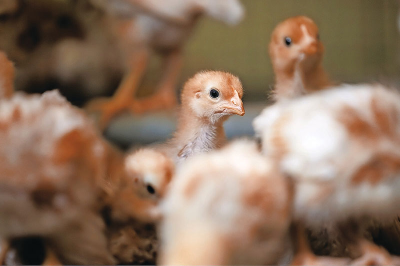 Iranian poultry