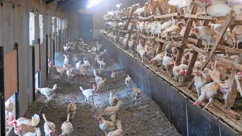 avian influenza