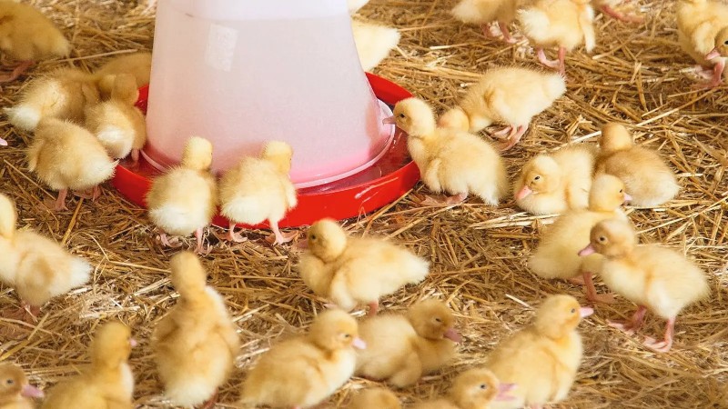 Duck production in China