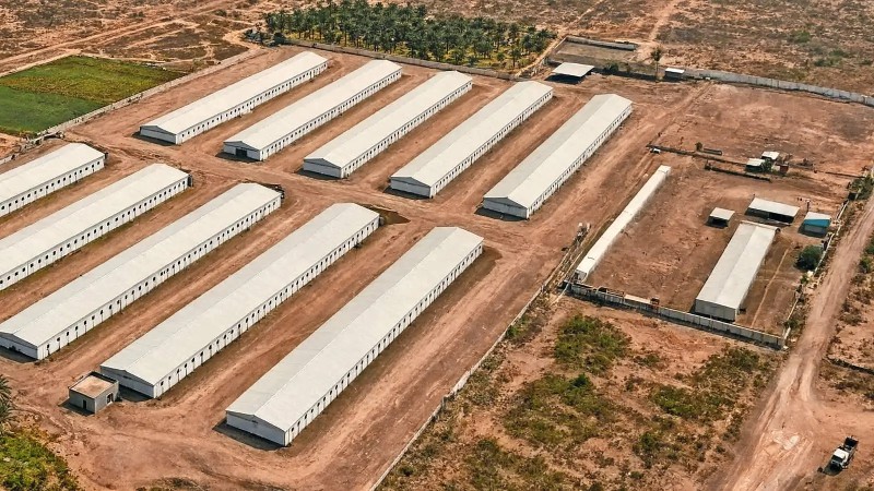 Iraq poultry